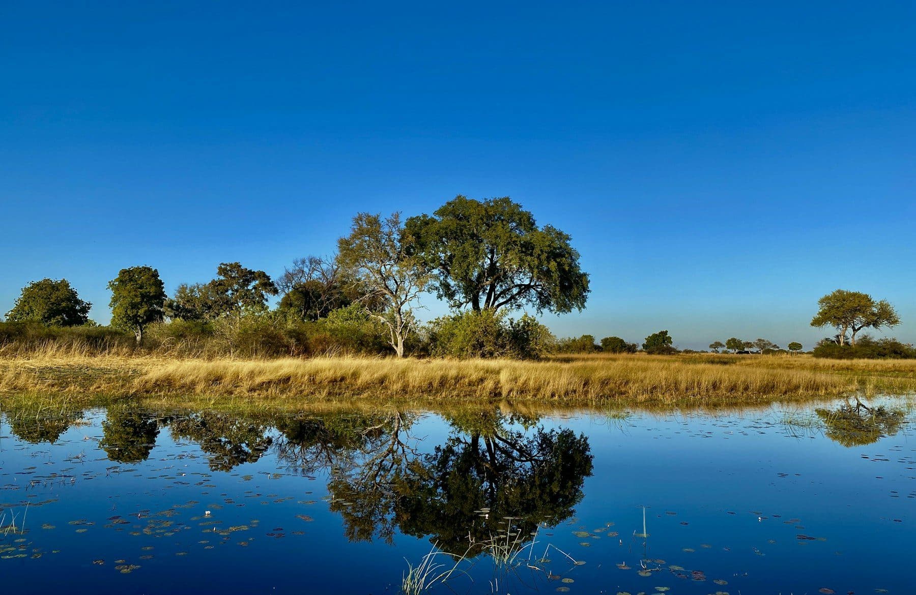 Acacia trees reflected in still floodplain water in Botswana.
